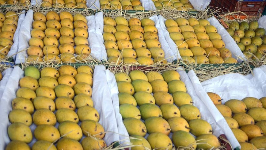 Malihabad Uttar Pradesh The World Capital of Mangoes