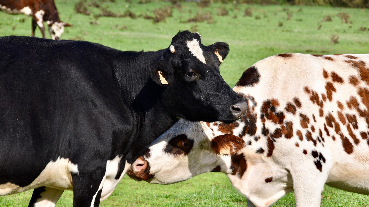 Cows stand north south Why the mystery persists