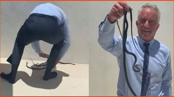 Snake Bites Robert Kennedy Jr While Handling in Florida
