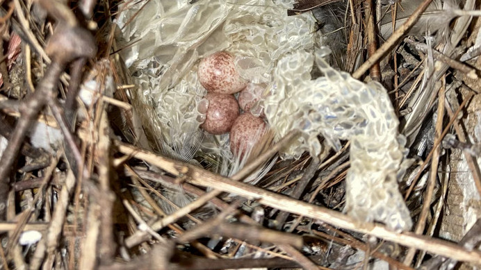 Birds Use Snake Skin in Nests for Protection