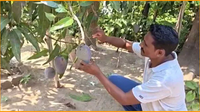 Odisha Farmer Grows Worlds Most Expensive Mango But Now He Has A Big Problem
