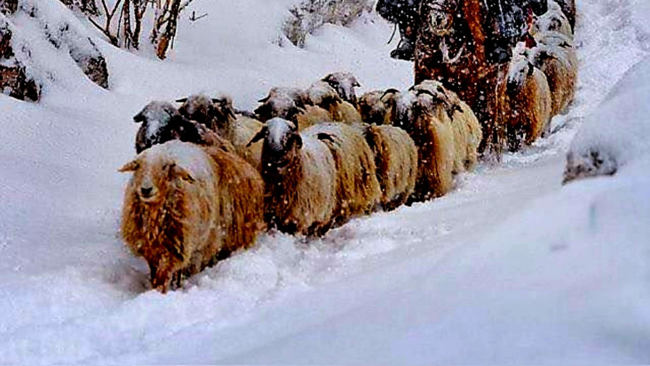Job ad for shepherds goes viral in China