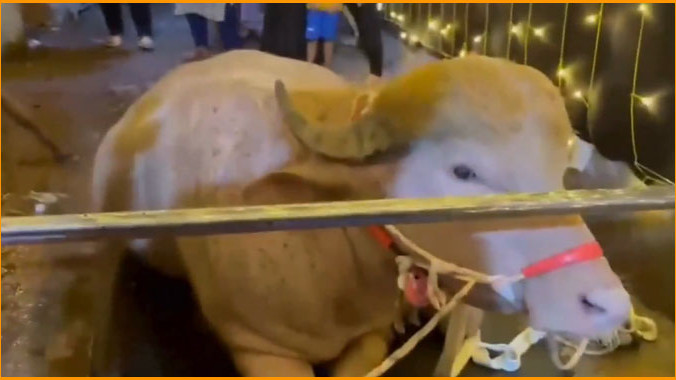 Trump Buffalo Rescued Transferred to Bangladesh National Zoo