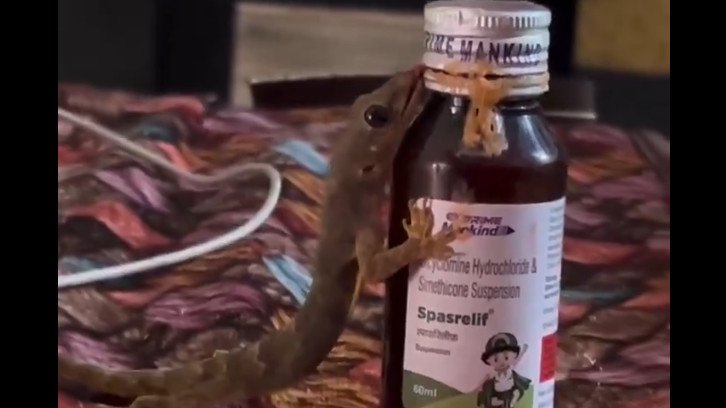 Lizard Licking Cough Syrup Video Goes Viral Experts Warn of Danger