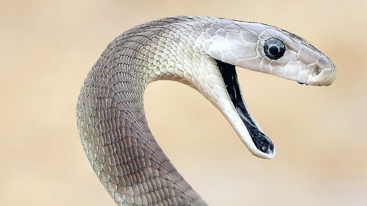 Black Mamba Snake Bite Can Be Fatal