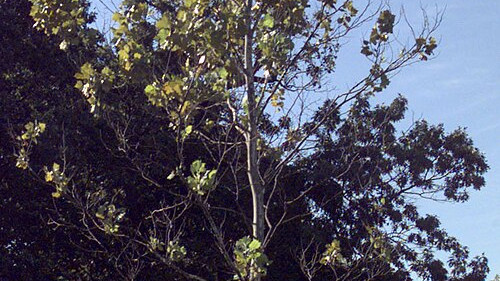 Moon Trees Seeds That Orbited the Moon