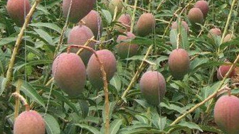 Telangana Doctor Cultivates Rare Miyazaki Mangoes