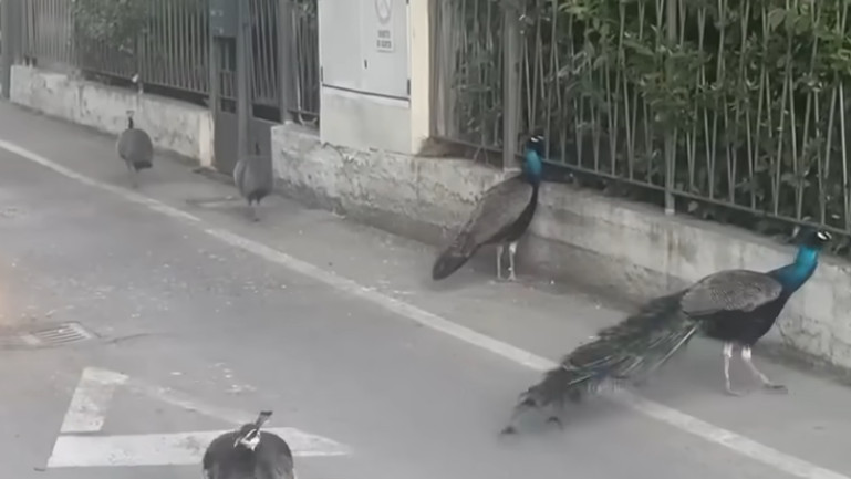 Punta Marina Peacock Problem in Italian Town