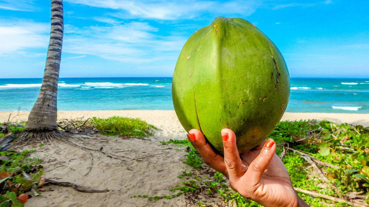 Coconut the real summer drink