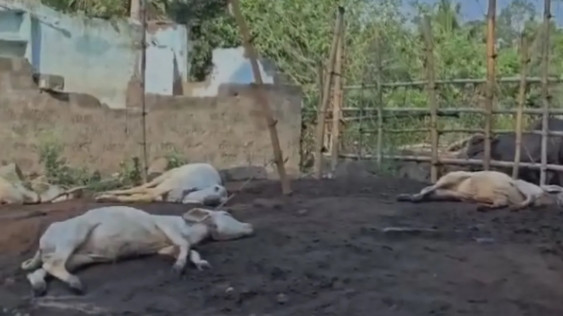 Tiger kills 14 calves in Polavaram District