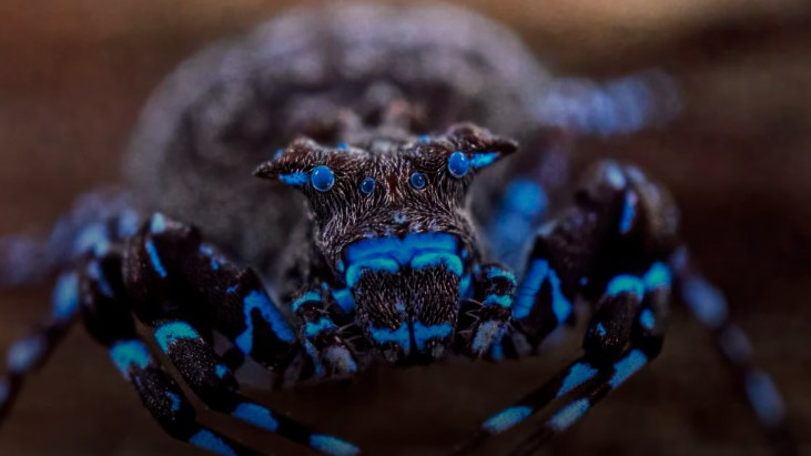 Fluorescent spider among incredible discoveries in Angola