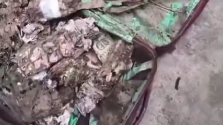 Termite Infested Cash Found In Kolkata College