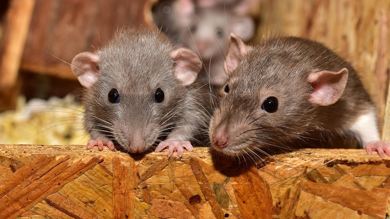 Rats shows severe effect on Lord Howe Island