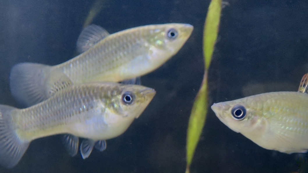 fish species survived 100000 years without males