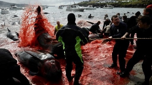 Over 700 Whales and Dolphins Killed in Single Day in Faroe Islands Hunt