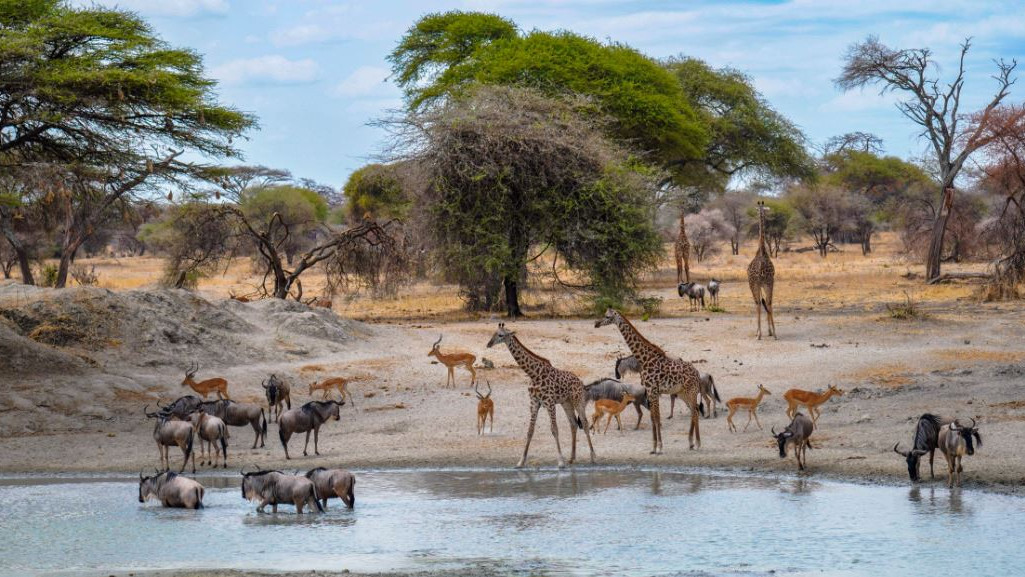 AI May Soon Help Humans Talk to Animals and Decode Communication