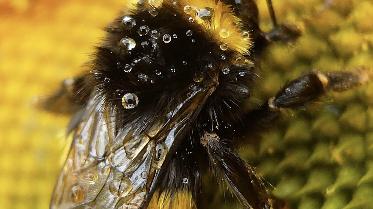 Bumble Bees Extraordinary Intelligence Surprises Scientists