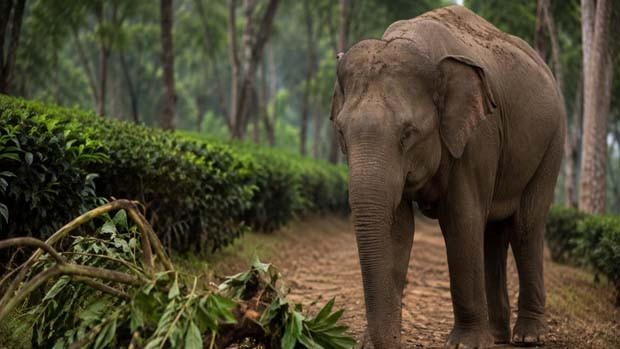 Sandhya Achaya senior IPS officer wife killed in Karnataka elephant attack