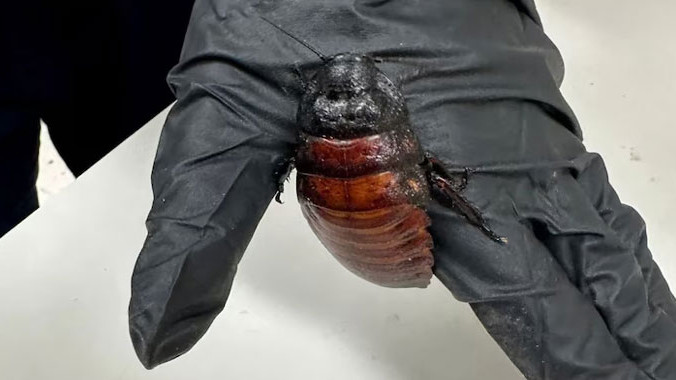 Australia Seizes One Lakh Cockroaches In Biggest Operation In History