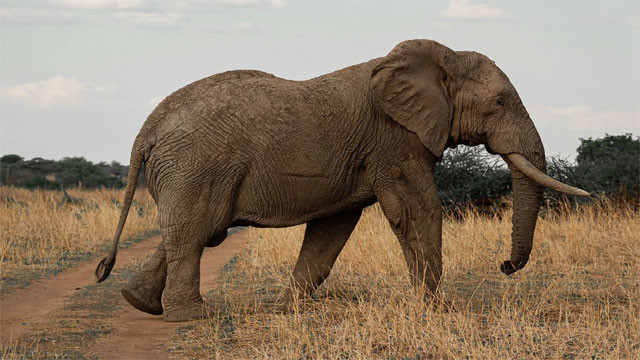 Dhrube Elephant kills 4 family members after 14 years in Nepal