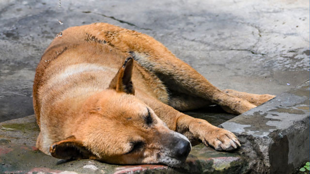 Khalistan Terrorism Chilling facts behind dog massacres in Punjab during insurgency