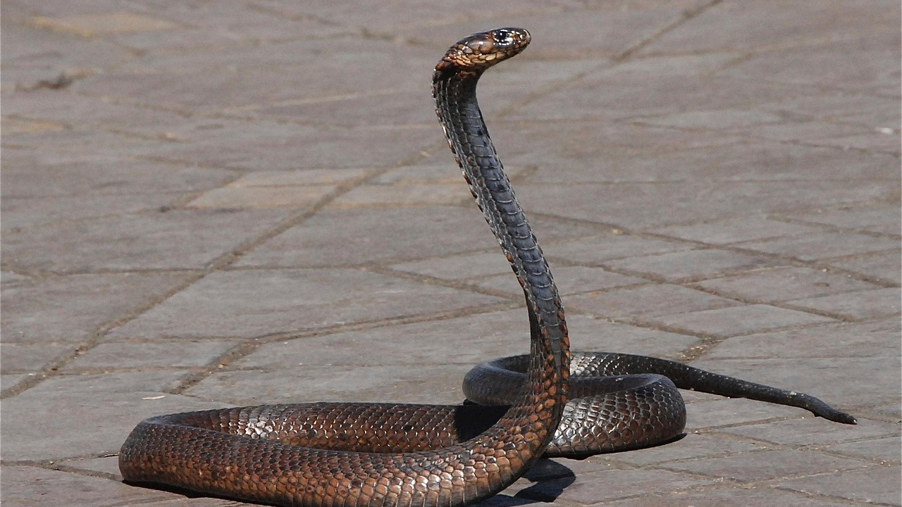 Snakes attracted by specific odors in human habitats