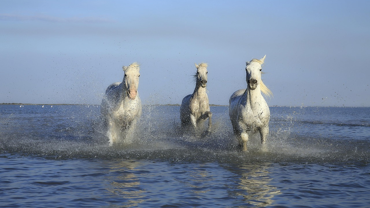 Sable Island Graveyard of the Atlantic where wild horses rule
