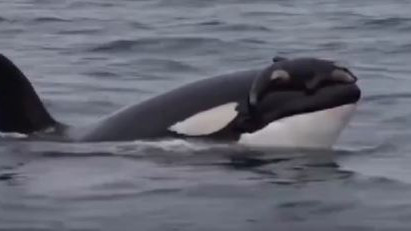 Mother whale carried dead calf for 17 days a story of motherhood that moved the world