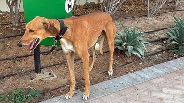 Jaipur Municipal Corporation issues new rules for pet registration and fines
