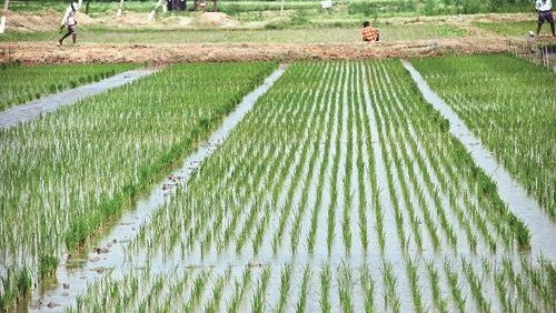 Good news for Telangana farmers as Center gives green signal for additional paddy procurement