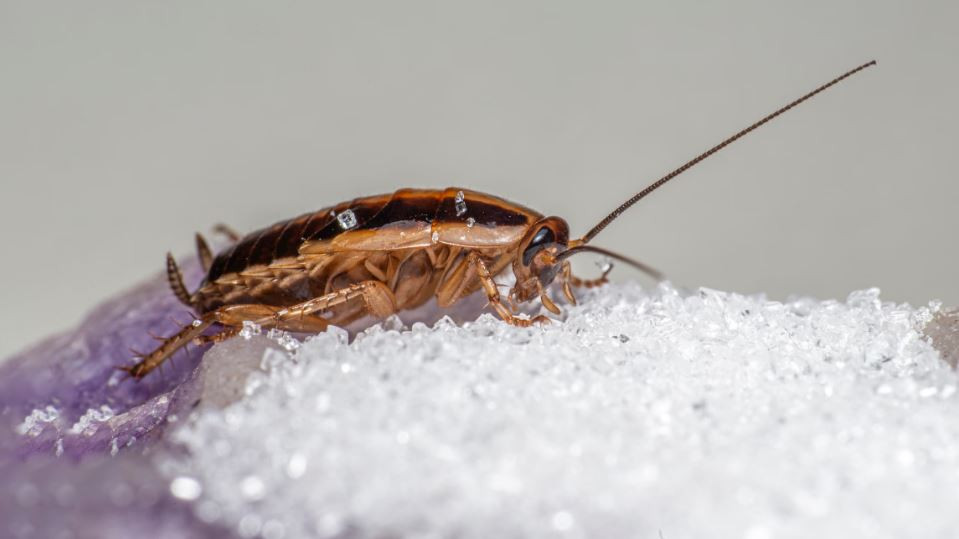 Cockroaches prevention guide for a hygienic kitchen