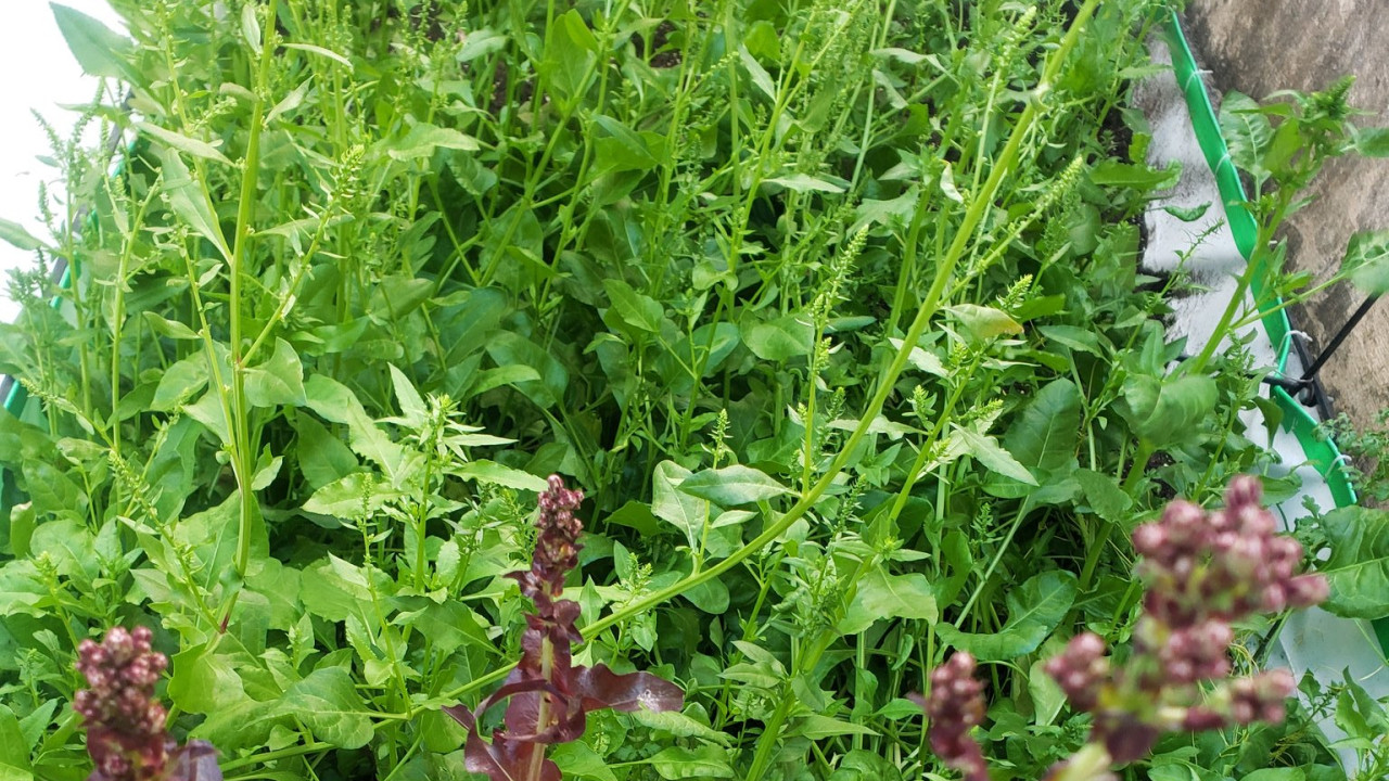 6 foods to boost immunity during the rainy season