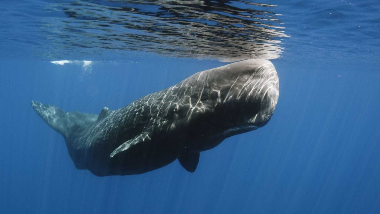 Sperm Whale vertical sleeping habit surprises scientists in new study
