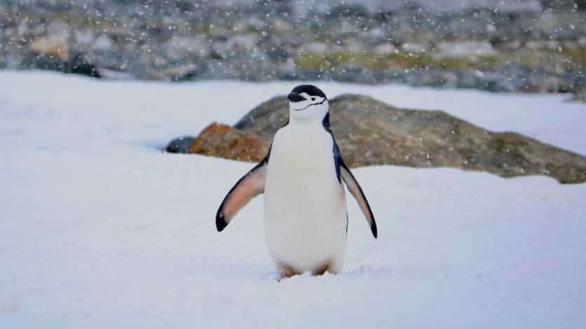 Emperor Penguin fathers protect eggs in extreme Antarctic cold without food