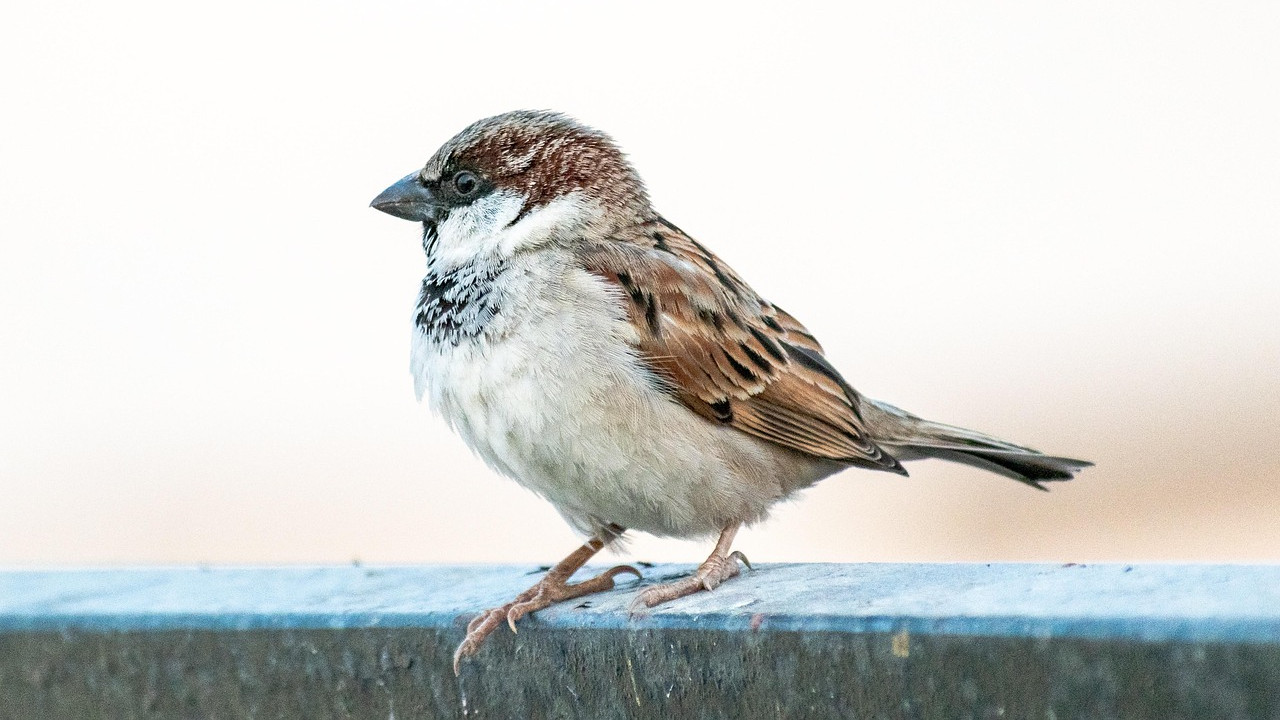 Sparrows become a threat to North America after being introduced for pest control