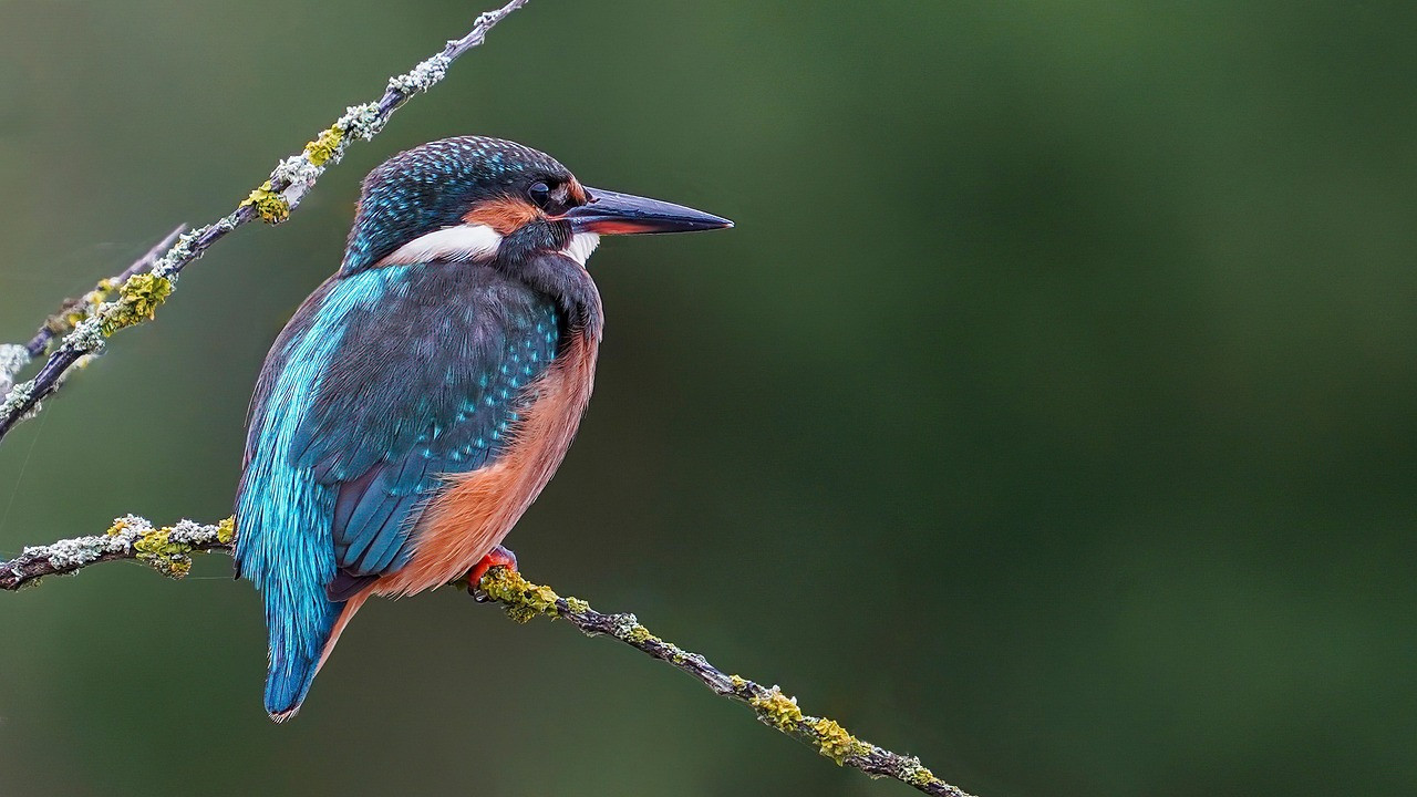 Scientists decode the secret language of bird songs