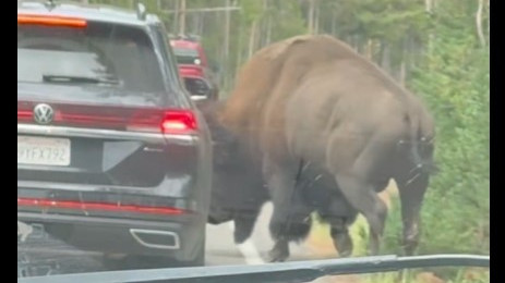 Unexpected scene in traffic jam Bison attacks SUV car