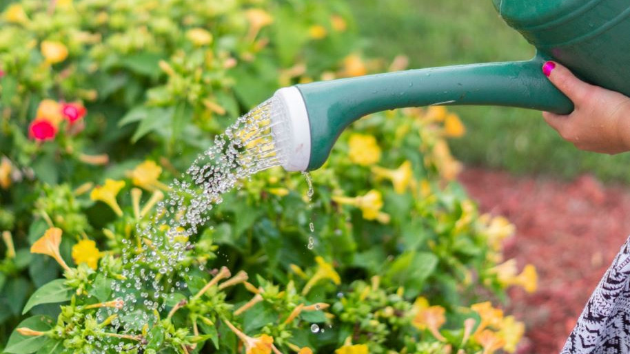 Watering Plants Why Morning is the Ideal Time for Healthy Growth