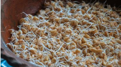 Fenugreek sprouts benefits for managing diabetes naturally
