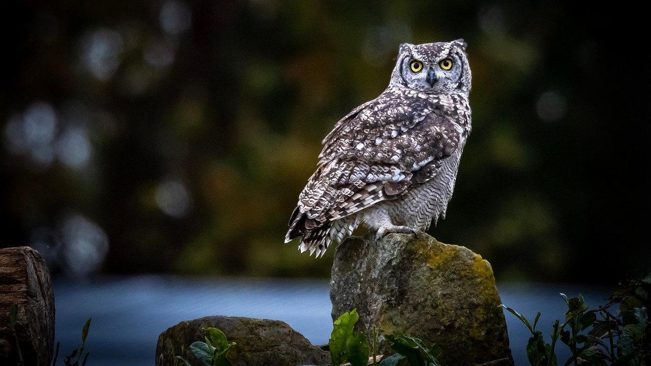 California Farmers use Barn Owls to control rodents in grape vineyards