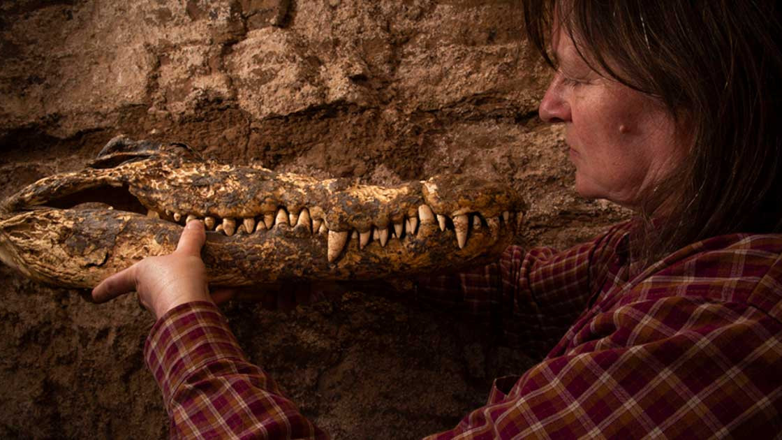 Egyptian Mummies Secret DNA Test Reveals New Crocodile Species