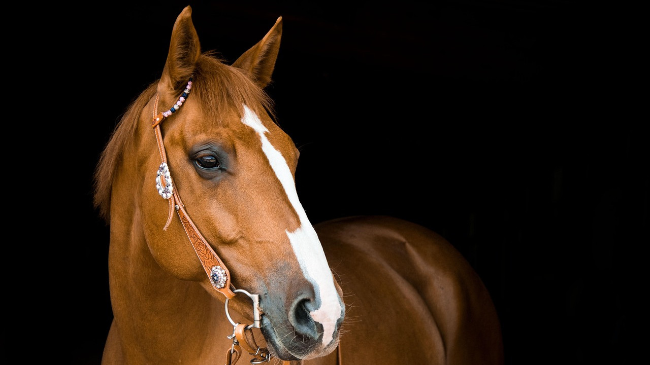 Horses role in the manufacturing of snake antivenom