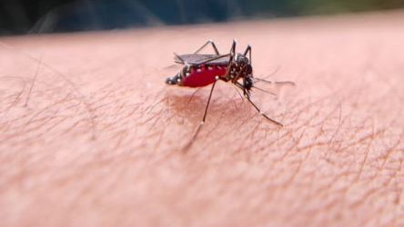 Malaria prevention without killing mosquitoes New mosquito net experiment by scientists