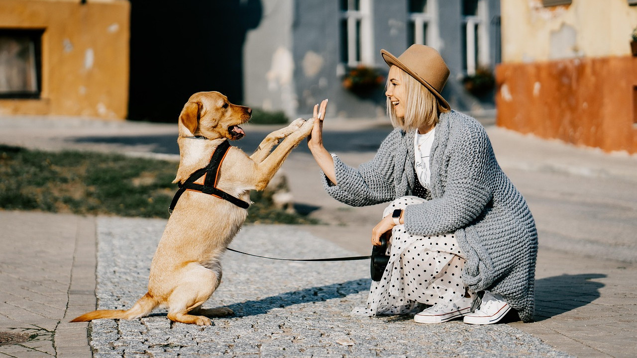 Dogs can read emotions like happiness fear and anger on your face