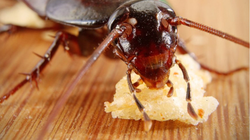Bengaluru food raids cockroaches found in MLAs hostel kitchen