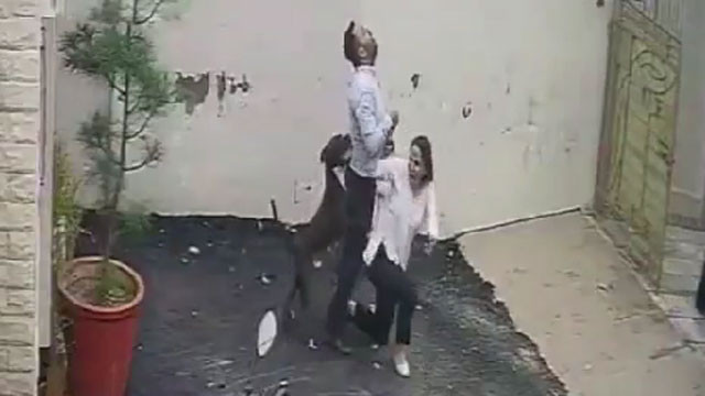 Pitbull attack on couple while looking for rental house CCTV visuals recorded