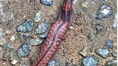 Blue necked keelback snake spotted in Singapore MacRitchie Reservoir