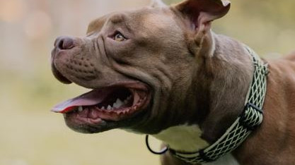 Why do the rich spend lakhs to raise these specific dog breeds