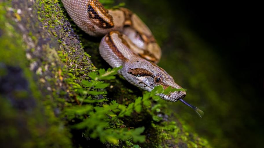 Snakes entering your house surroundings check if you are making these mistakes