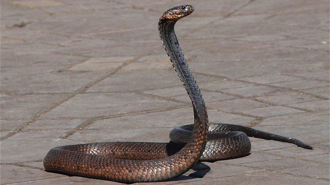 Maharashtra declares snakebite a notified disease mandatory reporting